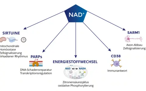 NAD+ beeinflusst Sirtuine, PARPs, Energiestoffwechsel, SARM1 und CD38. Die Wirkung von NAD+ ist vielfältig.