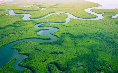 Malownicze, zielone mangrowce i kręte rzeki, które pokazują, gdzie leży Gambia.