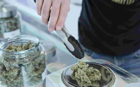 Persona toma cogollos de cannabis con pinzas para pesarlos. Descubre los fumar cbd beneficios.