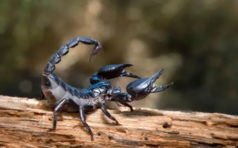 Czarny skorpion na drewnie, jakby czytał swój skorpion horoskop miłosny.