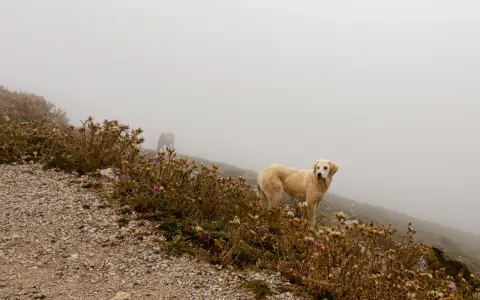Perro dorado y caballo en la niebla. La imagen necesita mejorar nitidez foto para apreciar los detalles del paisaje y los animales.
