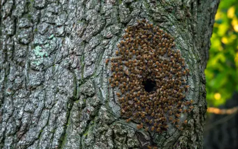 Un enjambre de abejas se agrupa alrededor de un agujero en la corteza de un árbol, mostrando dónde viven las abejas en su colmena natural.
