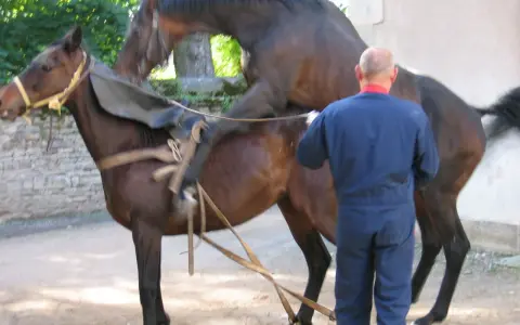 Un homme en combinaison bleue supervise un cheval entier, selle sur le dos, prêt pour une monte.