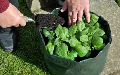 Hände fügen Erde zu einem Pflanzsack Kartoffeln hinzu, der bereits grüne Triebe zeigt.