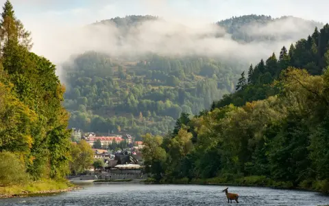 Jeleń w rzece na tle mglistych gór i zabudowań, piękny widok na Pieniński Park Narodowy.