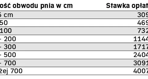 Ile za wycięcie drzewa? Sprawdź, co wpływa na koszty usług