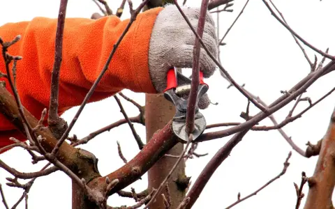 Mit einer orangefarbenen Jacke und Handschuhen wird ein Ast mit einer Astschere geschnitten. Der Apfelbaum wird für den Frühling vorbereitet.
