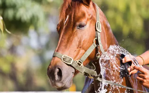 Un cheval brun est arrosé pour éviter le coup de chaleur. L'eau éclabousse son flanc pendant qu'une main le brosse.