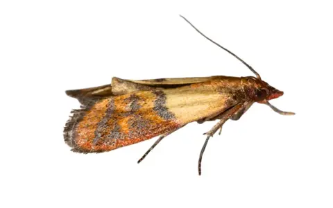 A close-up of an angoumois grain moth with intricate wing patterns.