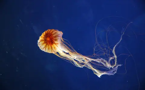 Una medusa striata, con tentacoli lunghi e sottili, fluttua nel blu profondo.