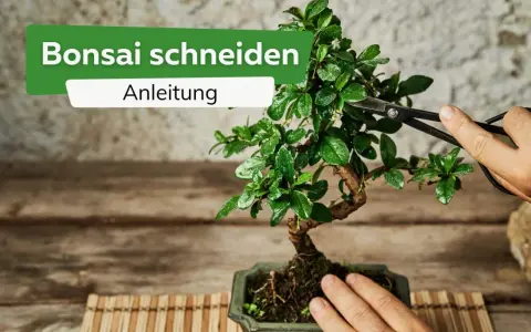 Eine Hand hält eine Schere, um einen Bonsai zu schneiden. Die Anleitung zeigt, wie man die kleinen Bäume formt.