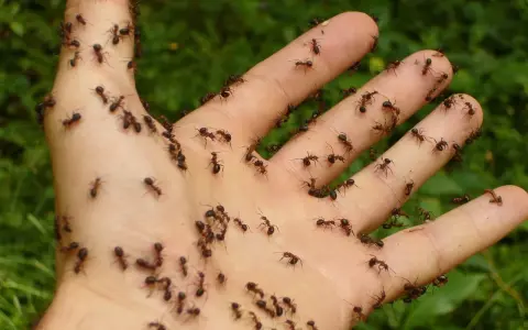 Dłoń pokryta mrówkami. Zastanawiasz się, co odstrasza mrówki? Może zapach cytrusów lub cynamonu?