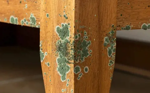 Moisissure verte envahit le bois d'un meuble, formant des taches rondes et des amas cotonneux.