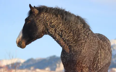 Ein Pferd mit lockigem Fell und einer weißen Blesse steht vor blauem Himmel. Diese curly horses sind einzigartig.