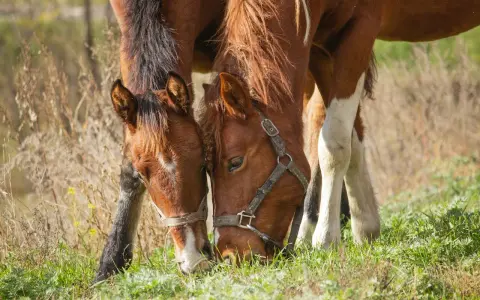 Dwa brązowe konie pasą się na zielonej łące, pochylając głowy do ziemi. Widać, co jedzą konie – soczystą trawę.