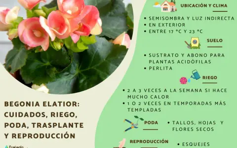 Begonia elatior con flores rosadas, cuidados: semisombra, riego, poda y reproducción por esquejes.