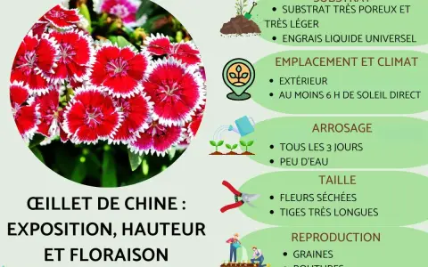 Gros plan sur des œillets de Chine aux pétales rouges et blancs, avec des conseils de culture : substrat, emplacement, arrosage, taille et reproduction.