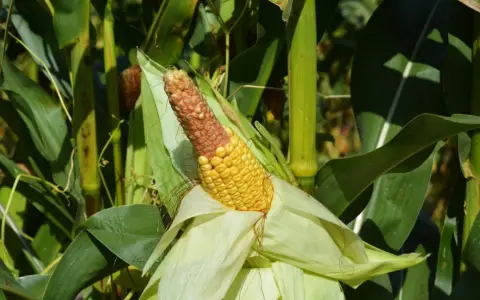 A ripe ear of corn, half yellow and half brown, peeks from its husks amidst the lush green stalks of a block planting cornfield.