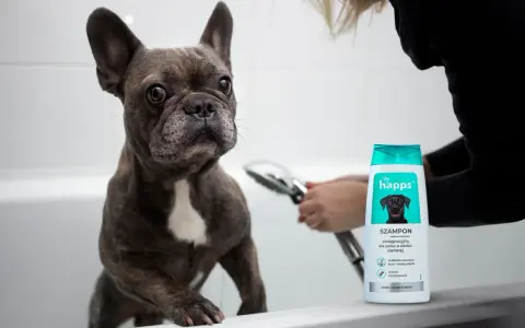 Mycie psa szamponem dla ludzi? Poznaj prawdę i bezpieczne alternatywy!