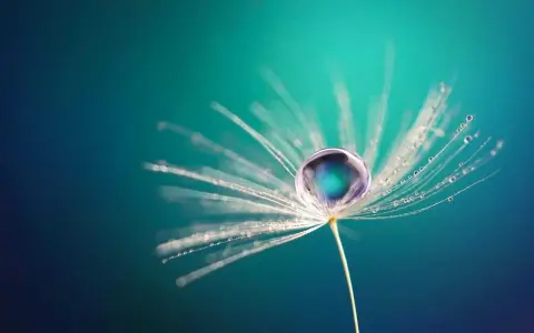 Goutte d'eau sur un pissenlit, une œuvre de macrophotographie artistique.