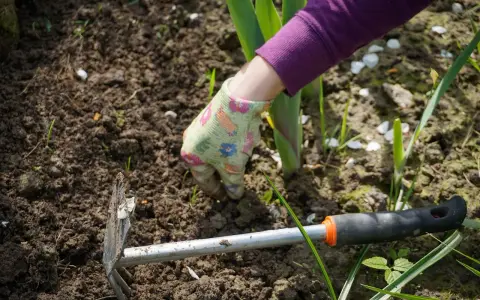 Mano guantata che lavora la terra con una zappa, pronta a sarchiare il terreno per far crescere le piante.
