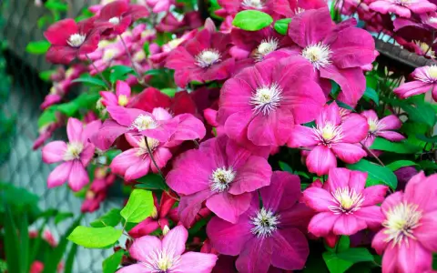 En frodig klätterväxt med många blommor i olika nyanser av rosa och lila. Vackra klematis sorter som blommar rikligt.
