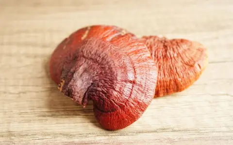 Dwa suszone grzyby reishi o intensywnym, czerwono-brązowym kolorze leżą na drewnianym blacie.