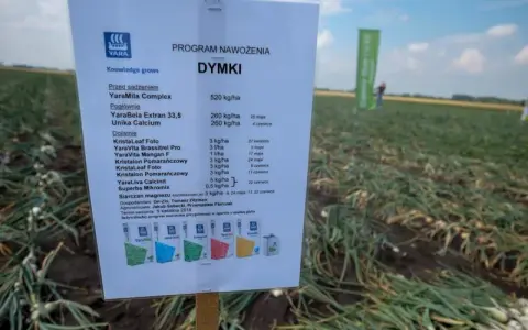 Jakie nawozy pod cebule dymke zapewnią zdrowy wzrost i plony?