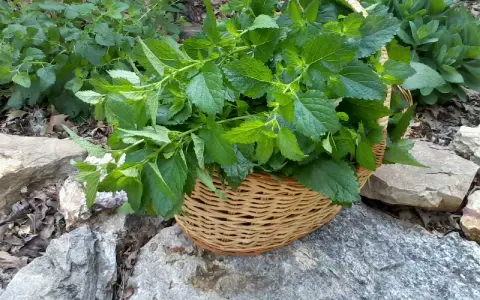 A basket overflows with freshly harvested lemon balm leaves, ready for tea or culinary use.