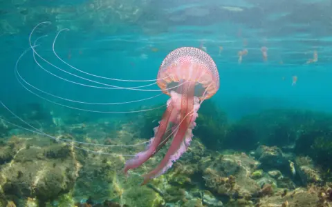 Una grande medusa rosa fluttua in acque limpide, con lunghi tentacoli che si estendono.