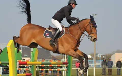 Un cheval bai, tel un **drako de maugre**, franchit un obstacle de saut d'obstacles avec son cavalier.