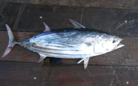A fresh skipjack tuna lies on a dark wooden surface.