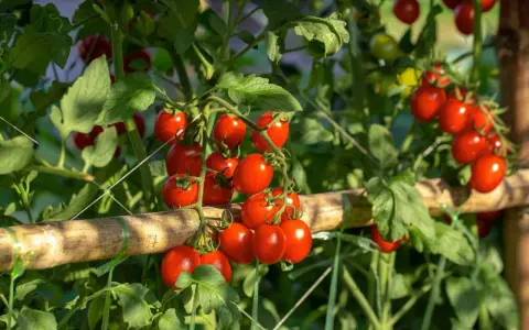 A vine laden with ripe cherry tomatoes, with clusters showing how many tomatoes per plant.