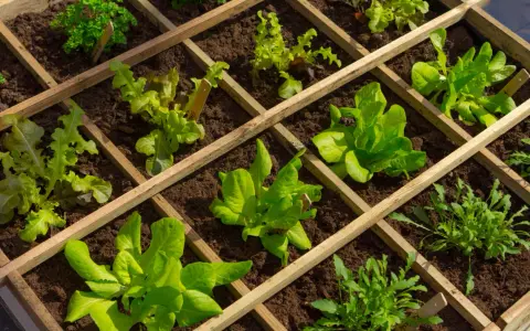 Un orto in giardino ben organizzato con lattughe e rucola in aiuole quadrettate di legno.