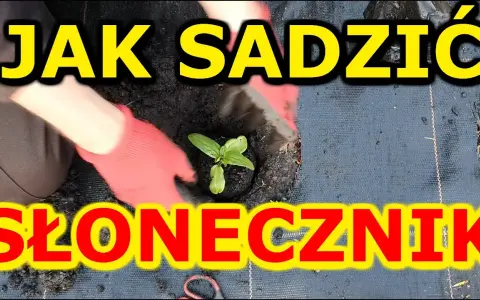 Jak sadzić słonecznik: kluczowe błędy do uniknięcia i najlepsze praktyki