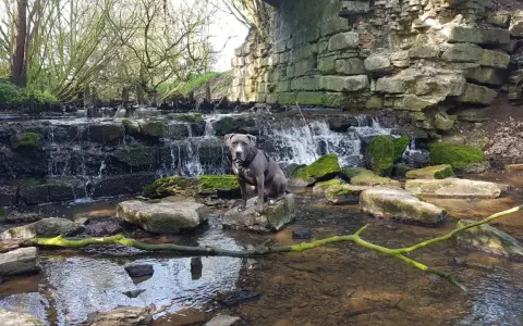 Ein Hund sitzt auf einem Stein in einem Bachlauf mit einem kleinen Wasserfall. Die Szene erinnert an das Geisterholz in Oelde.
