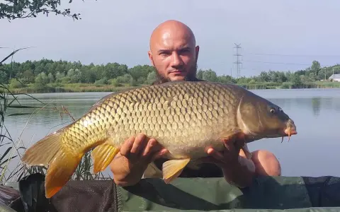 Złowiłem pięknego karpia na łowisku Extra Carp Niwka. Ryba jest duża, złocista i ma charakterystyczne wąsy.