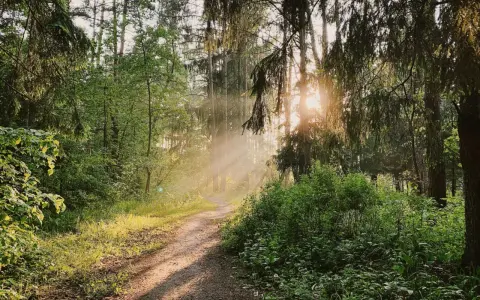 Solstrålar bryter igenom trädkronorna på en stig vid Hellasgården Stockholm.