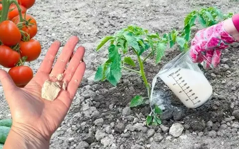 Nawóz z drożdży do jakich warzyw? Odkryj tajemnice skutecznego nawożenia