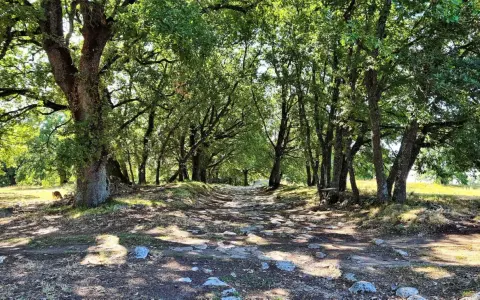 Sentiero lastricato tra alberi ombrosi, un'eco della via Flaminia.