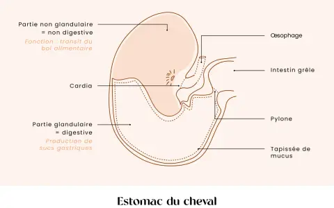 Schéma du estomac cheval, montrant ses parties non glandulaire et glandulaire, le cardia, le pylone, l'œsophage et l'intestin grêle.