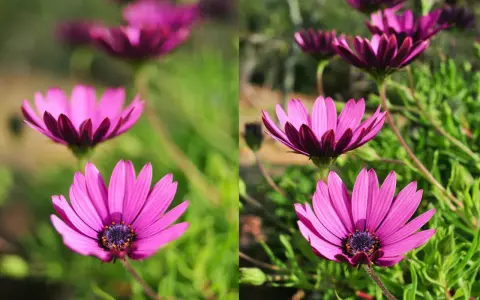 Dwa ujęcia kwiatów osteospermum. Po lewej, z małą głębią ostrości, widać rozmyte tło. Po prawej, z dużą głębią ostrości, szczegóły otoczenia są wyraźniejsze.