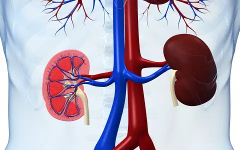 Anatomia nerek z widocznym przekrojem, ukazująca naczynia krwionośne. W tle zarys tułowia, sugerujący lokalizację narządów. Obraz może ilustrować problemy zdrowotne, jak rak brodawkowaty nerki.