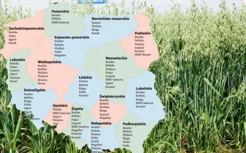 Mapa Polski z zaznaczonymi odmianami owsa, takimi jak Rambo, Refleks, Wulkan, Bingo, Poker, Agent, Kozak, Gepard, Pablo, Magellan, MHR Samuraj, Figaro, Panteon, Kreator, Perun, Monsun, Lion, MHR Harem.