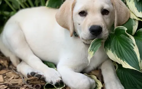 Jak wygląda szczeniak labradora? Poznaj jego urokliwe cechy