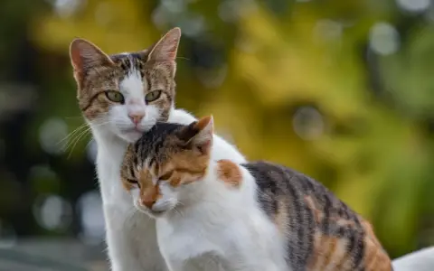 Ruja u kotki: co musisz wiedzieć o "kocim okresie" i kastracji