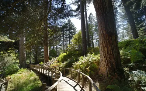 Sentiero in legno tra pini secolari e felci rigogliose, un invito a scoprire i paesi della Sila da visitare.