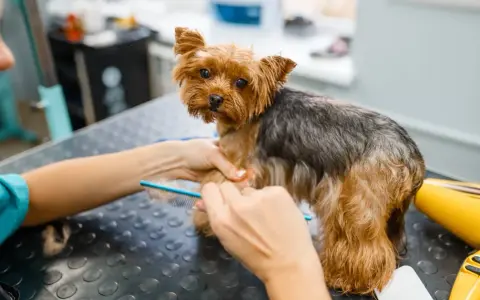 Yorkshire terrier czeka na rozczesanie kołtunów. Groomer delikatnie rozplątuje sierść grzebieniem, by piesek znów był piękny.