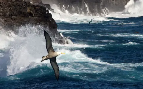 Un albatros volteggia maestoso tra onde impetuose e scogliere battute dal vento, un'immagine che evoca la poesia del mare.