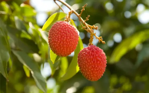 Deux litchis rouges et texturés pendent d'une branche, sur fond de feuilles vertes. Un arbre à litchi en France, une belle surprise !